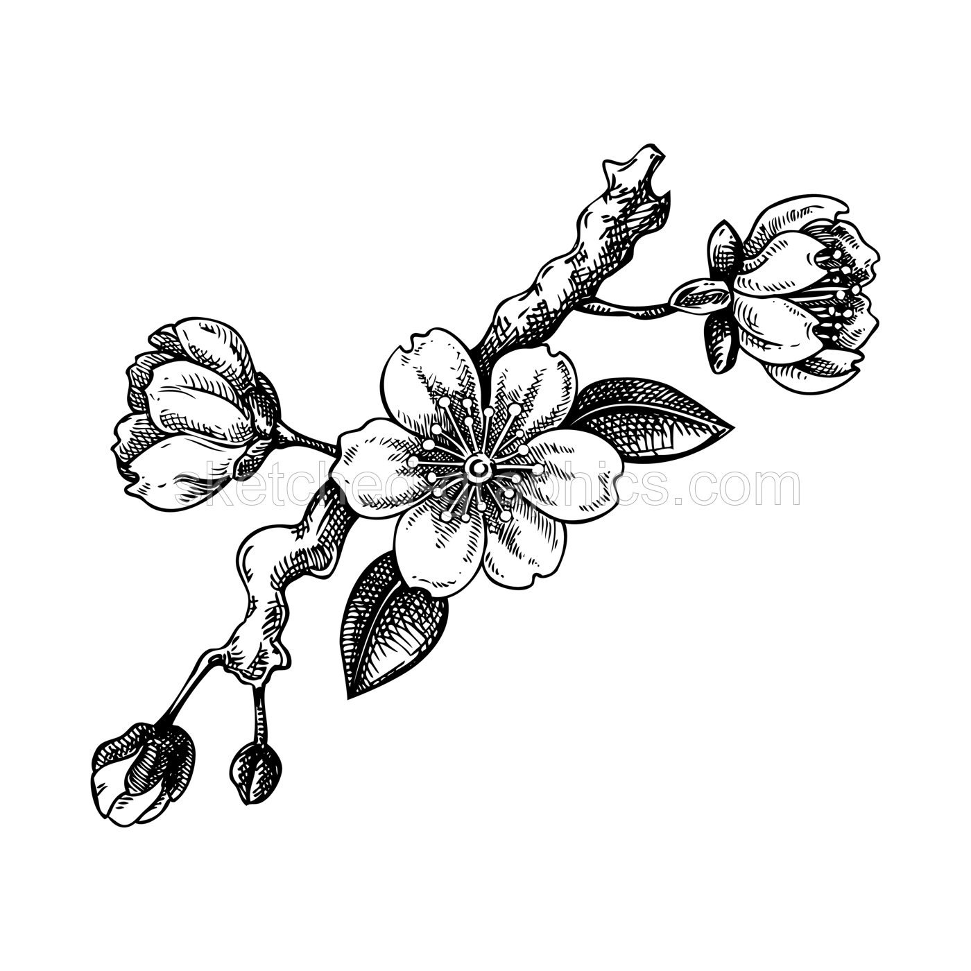 Sakura flower sketch. Cherry blossom vector illustration. Blooming tree branch drawing. Hand-drawn spring design element. NOT AI generated Illustration